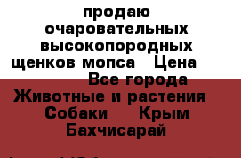 продаю очаровательных высокопородных щенков мопса › Цена ­ 20 000 - Все города Животные и растения » Собаки   . Крым,Бахчисарай